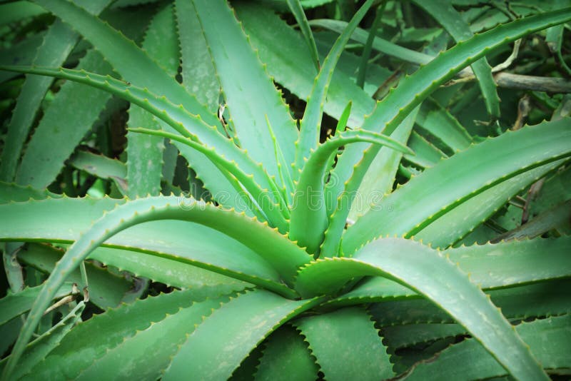 Aloe vera stock image