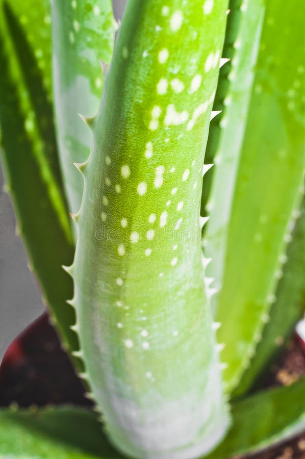 Aloe vera