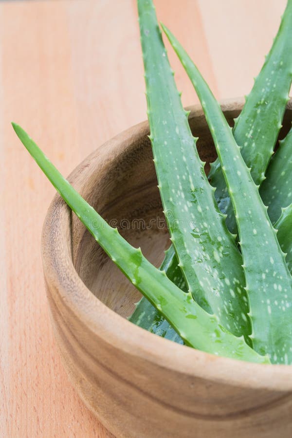 Aloe Vera stockbild. Bild von grün, schnitt, rein, nahaufnahme - 58517501