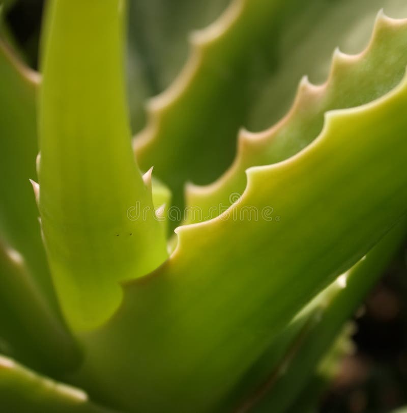 Aloe Vera 7 stock image. Image of complementary, aloe, herbs 616855