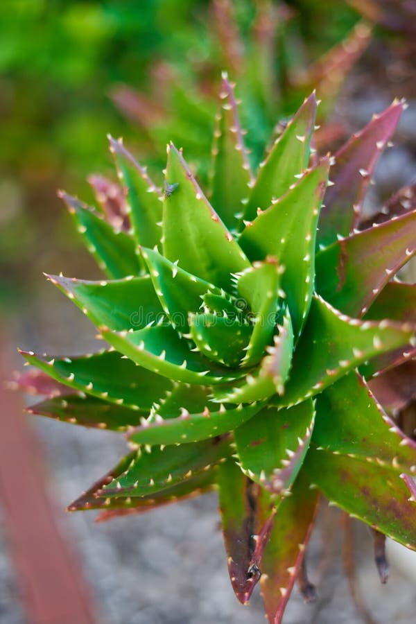 Aloe Baby Plant Vera Stock Photos Free & RoyaltyFree Stock Photos