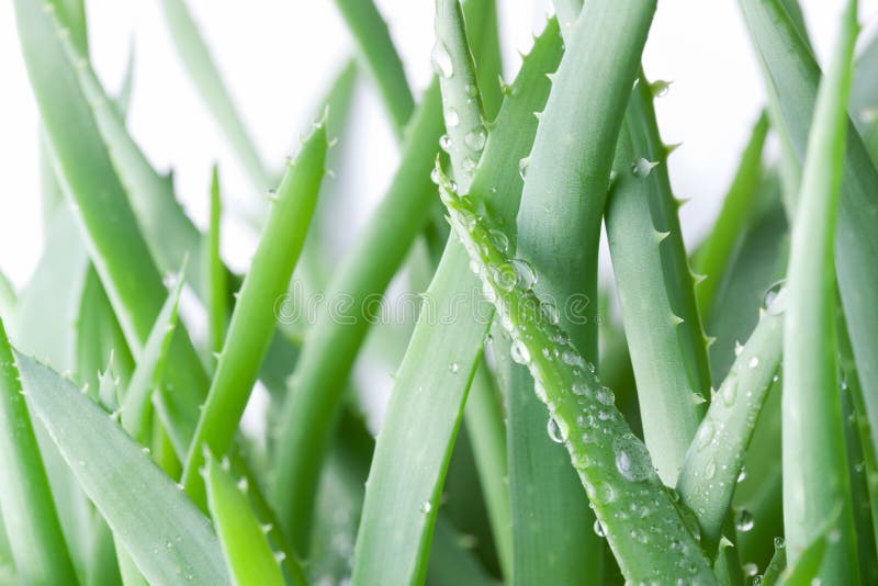 Aloe vera