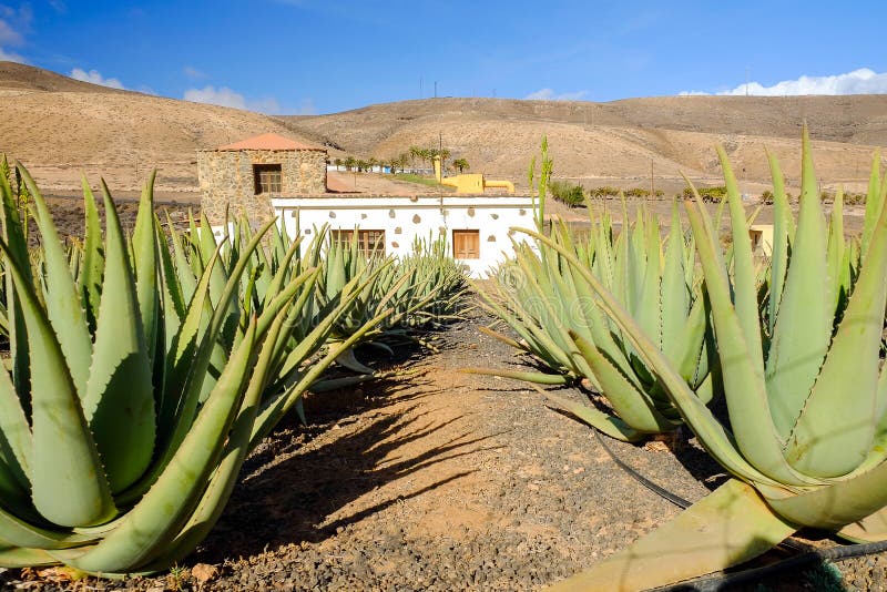 visit aloe vera farm fuerteventura