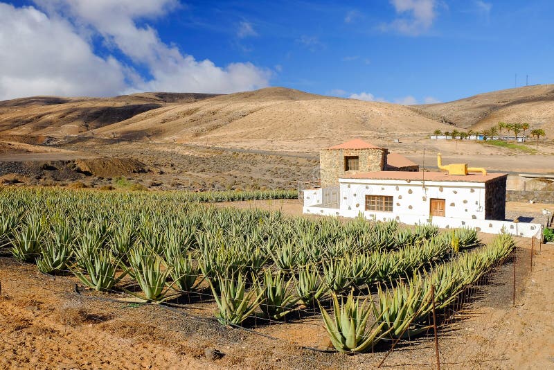 visit aloe vera farm fuerteventura