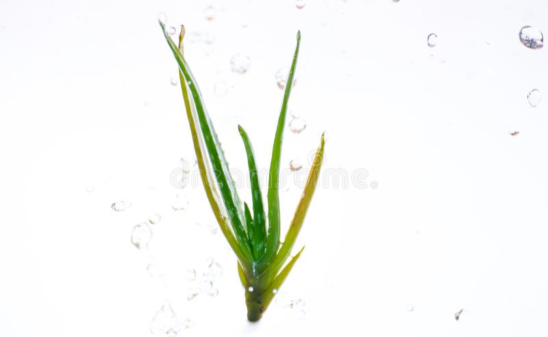 Aloe Vera Floating på luften och vattenfärgstänk sid ner royaltyfria foton Aloe Vera Floating på luften och vattenfärgstänk sid ner royaltyfria foton