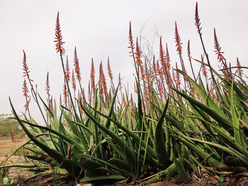 Blossoming flowers of aloe vera plant