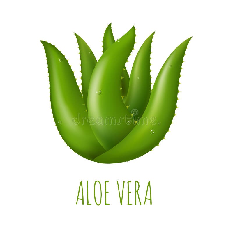 Aloe Vera stock illustration. Illustration of desert - 86095444