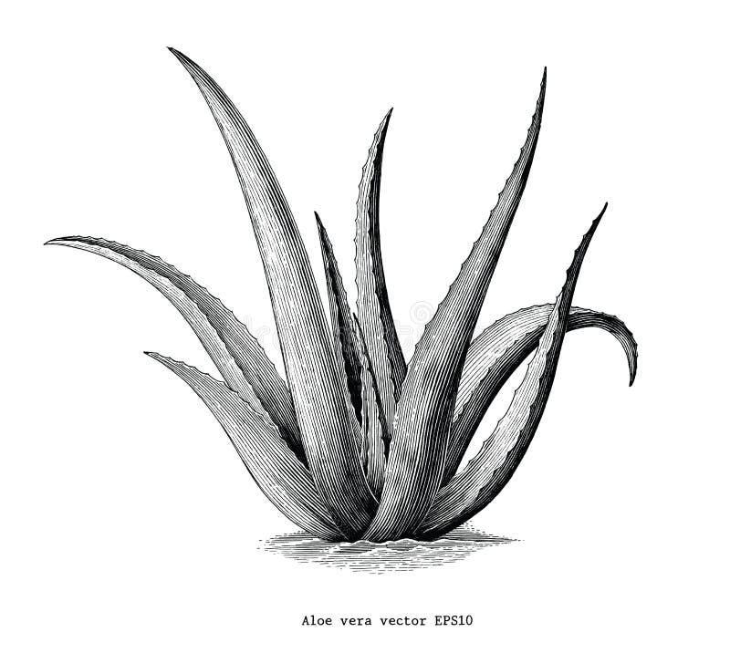 Aloe vera hand draw vintage botanical clip art isolated on white
