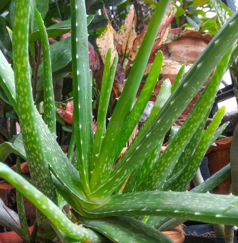 Aloe vera is a herb stock photo. Image of natural, medical 77765008
