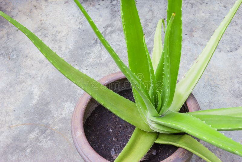 Aloe Vera Is A Herb In Pot With Water Drop On Background Stock Image