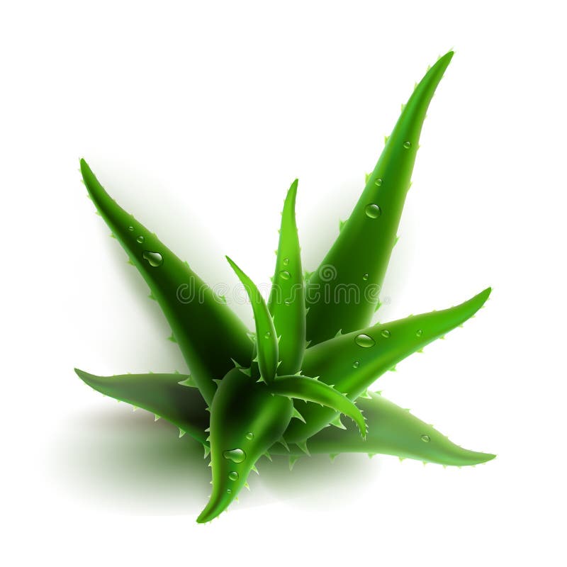 Aloe vera isolata illustrazione di stock Aloe vera isolata illustrazione di stock