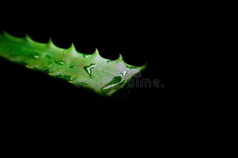 Aloe Vera Isolated on Black Background with Copy Space for Your Text Stock  Image - Image of aloe, drug: 180977831