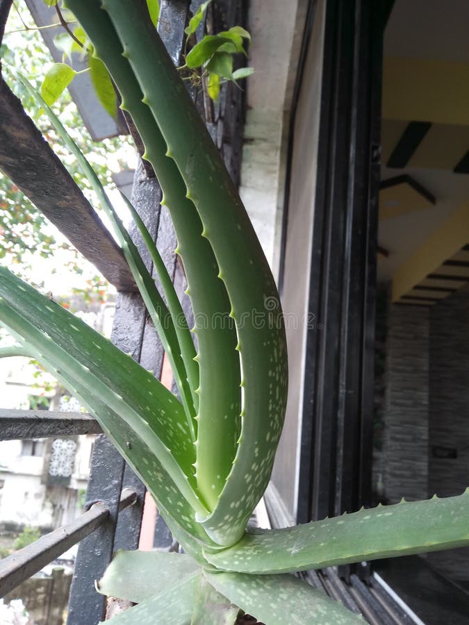 Aloe Vera Medicinal Plant Aloe Barbadences Stock Photo Image Of