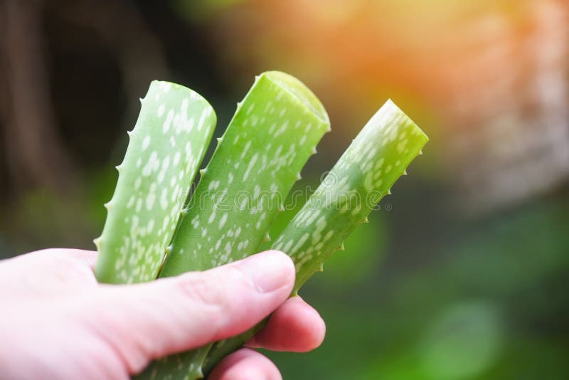 Aloe vera Pflanze in Hand und Natur-grüner Hintergrund / nähe frisches Aloe Vera Blatt mit Gel natürlichen Kräuter und pflanzlich stockbild Aloe vera Pflanze in Hand und Natur-grüner Hintergrund / nähe frisches Aloe Vera Blatt mit Gel natürlichen Kräuter und pflanzlich stockbild