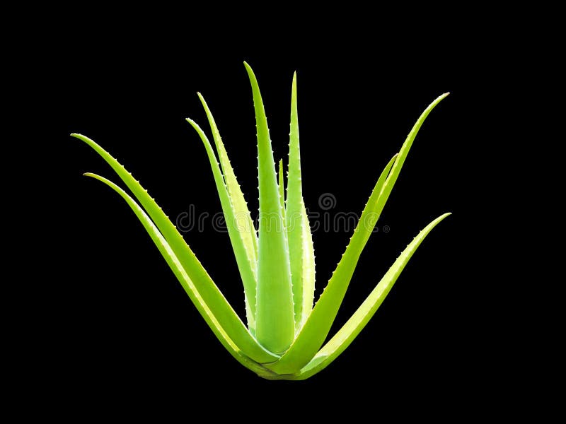Aloe vera plant on black