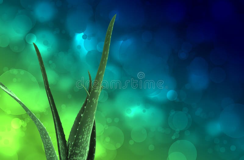 Aloe Vera plant on blue