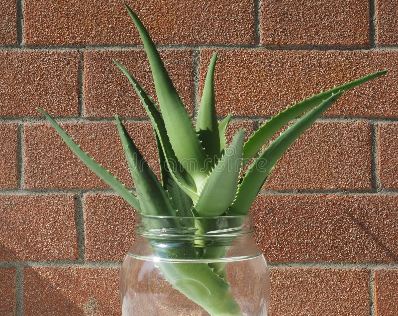Aloe vera plant cutting stock image. Image of garden 217700159