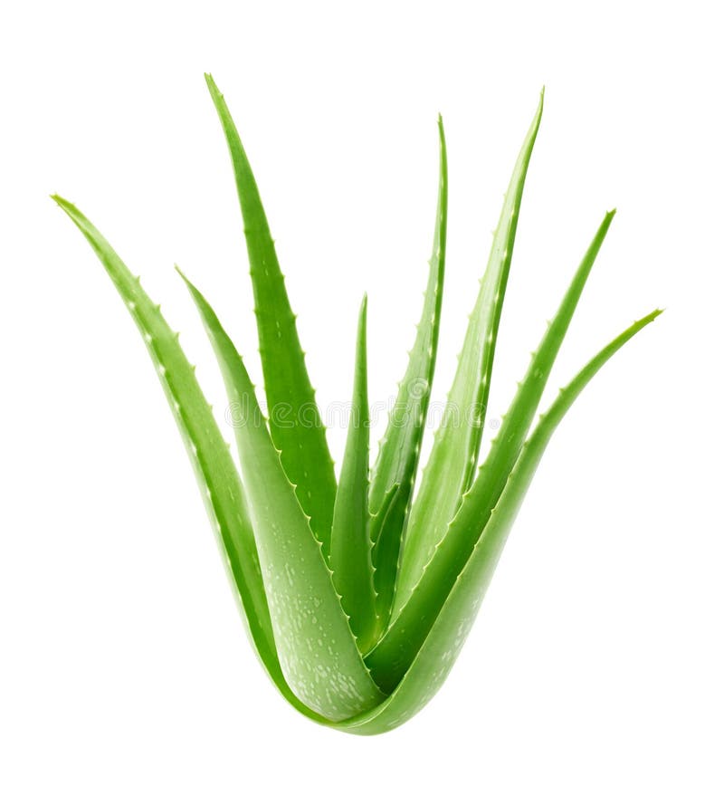 Aloe vera plant isolated on white stock photo