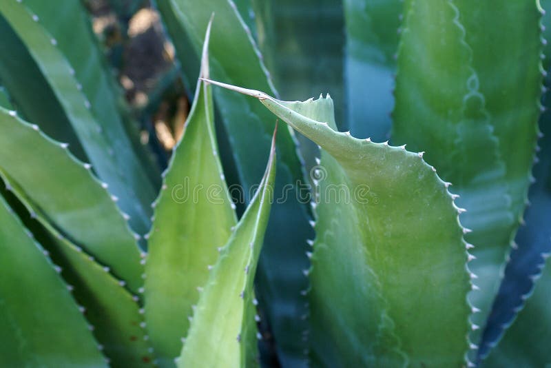 Aloe Vera Plant Leaves Closeup lizenzfreie stockfotografie Aloe Vera Plant Leaves Closeup lizenzfreie stockfotografie