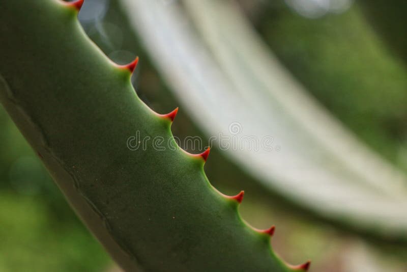 Aloe Vera Plant Stock Photos Download 19 562 Royalty Free Photos