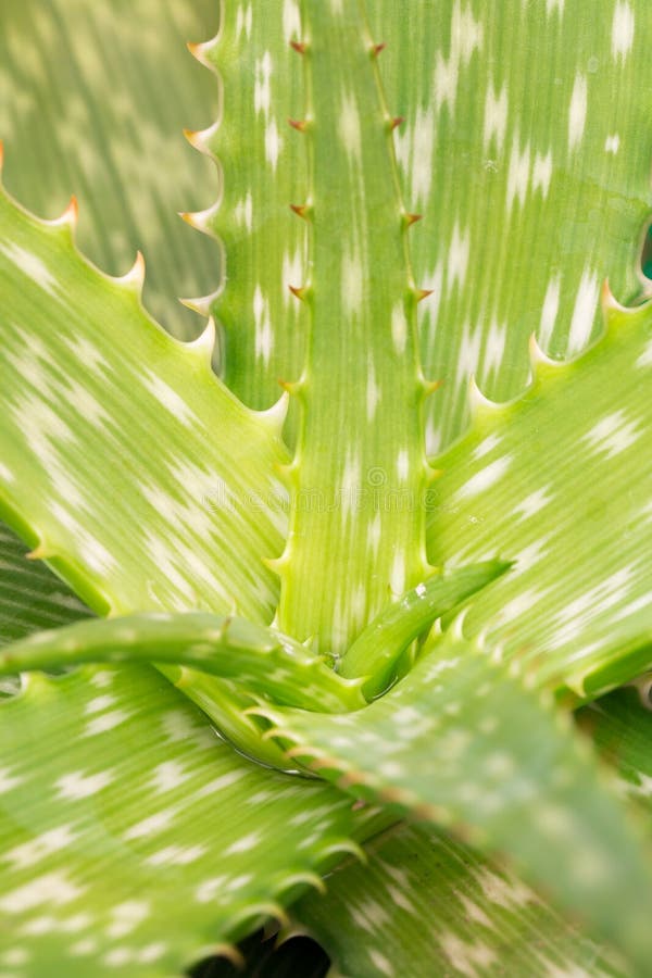 aloe plant stem aloe plant stem