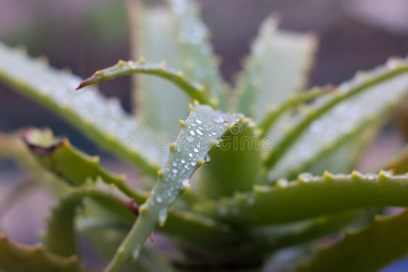 Mart werkwoord Decoratie Aloe Vera Plant. Wet in the Winter Rain, the Smell of Soil, Health, Home,  and All that is Good in Winter Stock Image - Image of drop, drops: 166376771