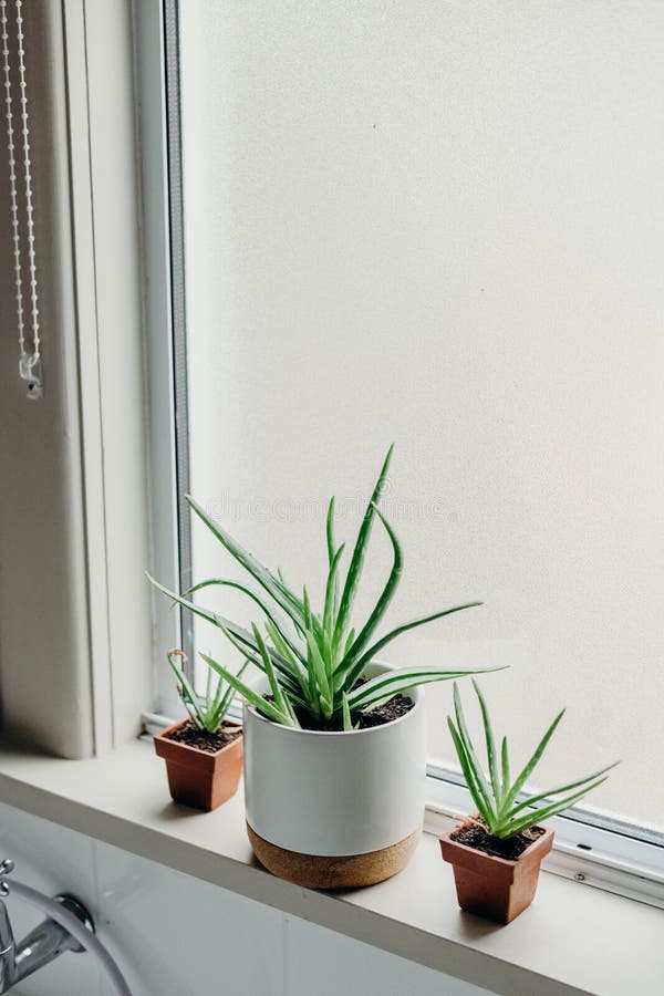 Aloe Vera Plants in Bathroom. Background with Free Space Stock Photo