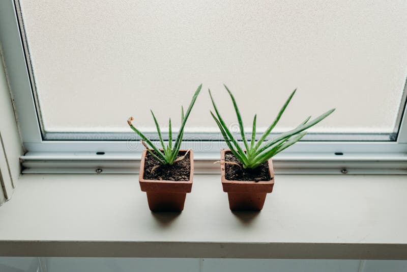 Aloe Vera Plants in Bathroom. Background with Free Space Stock Image