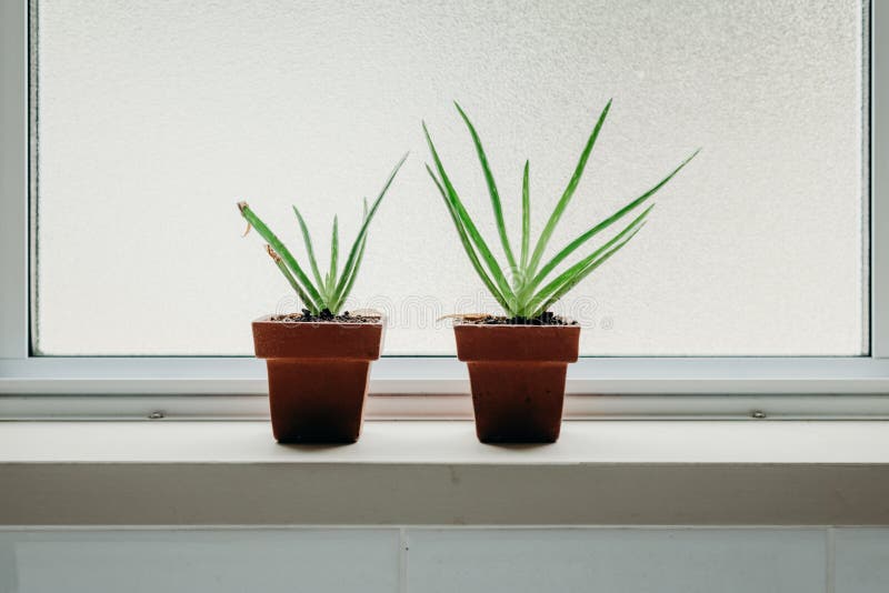 Aloe Vera Plants in Bathroom. Background with Free Space Stock Photo