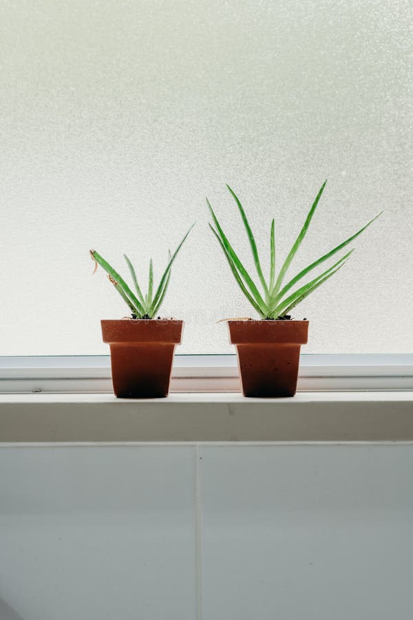 Aloe Vera Plants in Bathroom. Background with Free Space Stock Photo