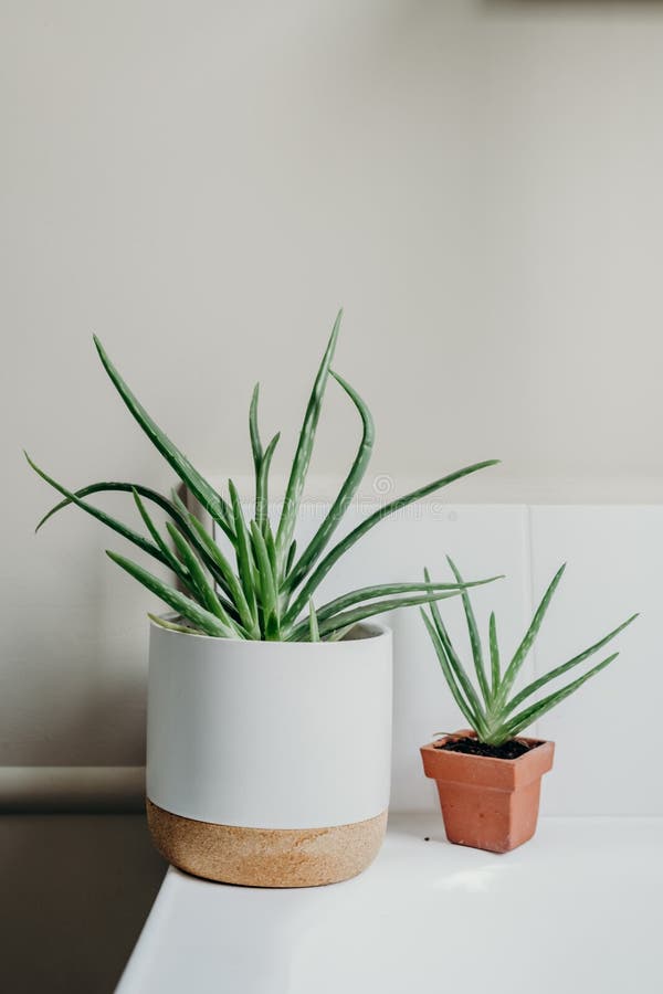 Aloe Vera Plants in Bathroom. Background with Free Space Stock Image