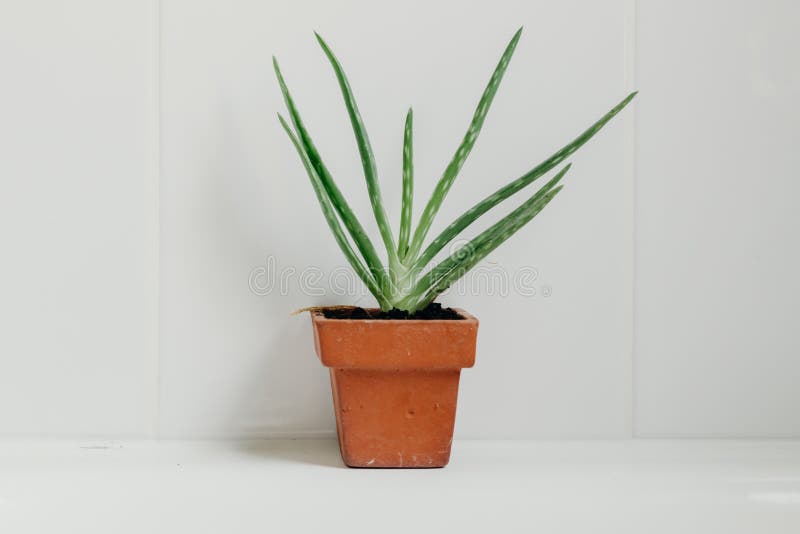 Aloe Vera Plants in Bathroom. Background with Free Space Stock Image