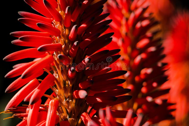 Close-up of an Aloe Vera flower with more flowers background royalty free stock images Close-up of an Aloe Vera flower with more flowers background royalty free stock images