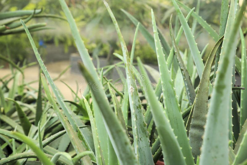 Aloe Vera plants in the garden royalty free stock photos