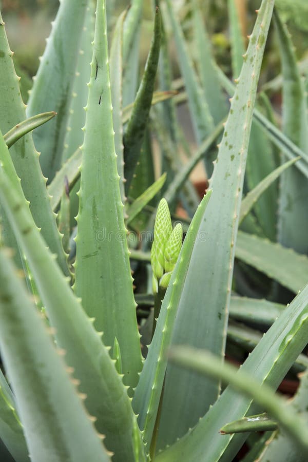 Aloe Vera plants in the garden royalty free stock photo