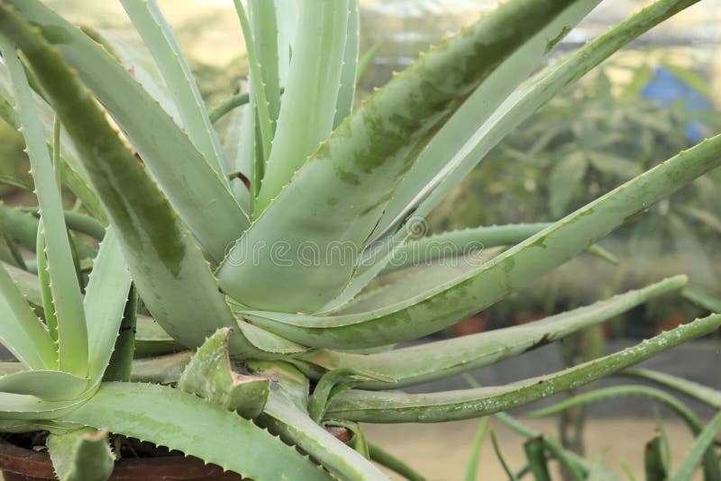 Aloe Vera plants in the garden royalty free stock photography
