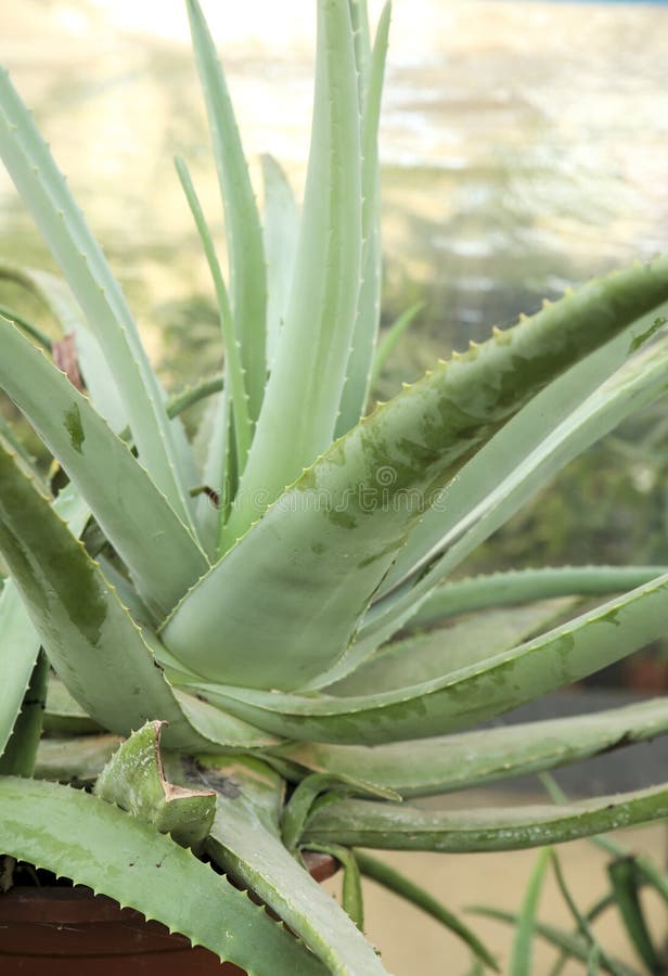 Aloe Vera plants in the garden stock images