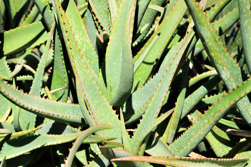 Aloe Vera plants in the garden stock photos