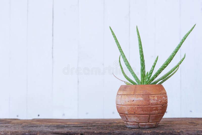 Aloe vera pot plant on wood table with white wooden wall background royalty free stock photos Aloe vera pot plant on wood table with white wooden wall background royalty free stock photos