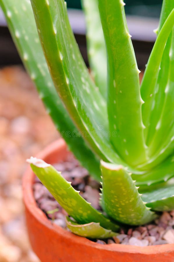 Aloe Vera potted plant stock image. Image of vases, cactus 27857751