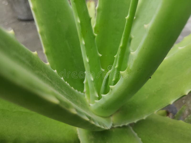 Aloe vera shoot stock image. Image of grass, vegetable 227285581
