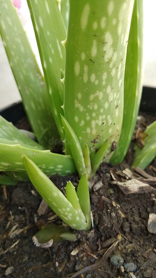 Aloe sprouting stock image. Image of nature, plant, thorn 11481625