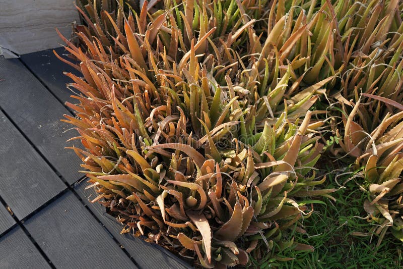 Aloe vera-växterna växer i april. Khor Fakkan Sharjah UAE. Växter i Förenade Arabemiraten. Aloe vera är en sukulär växt av släktet Aloe.