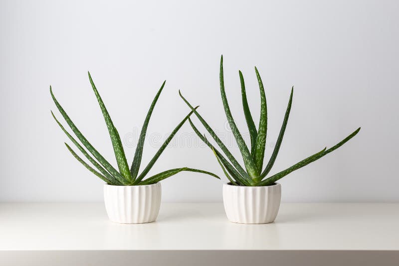 Aloe in white pots on a white background. Minimal. Houseplant. Life style stock photo