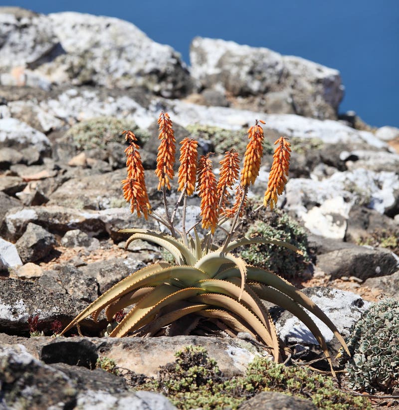 Aloe