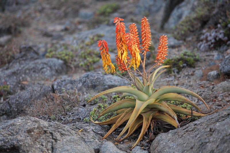 Aloe