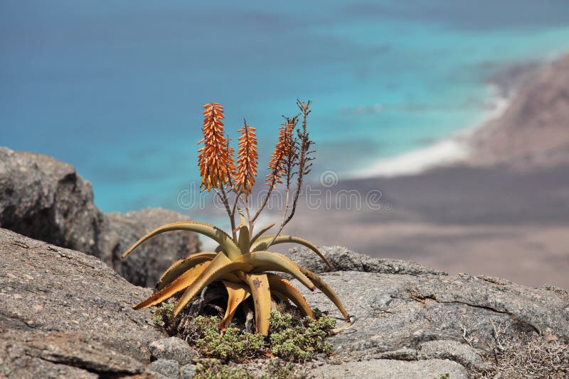 Aloe