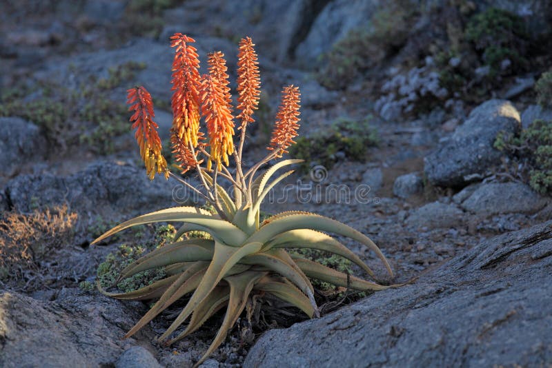 Aloe