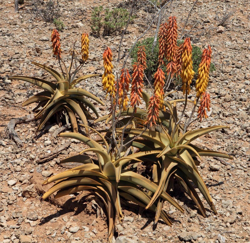 Aloe