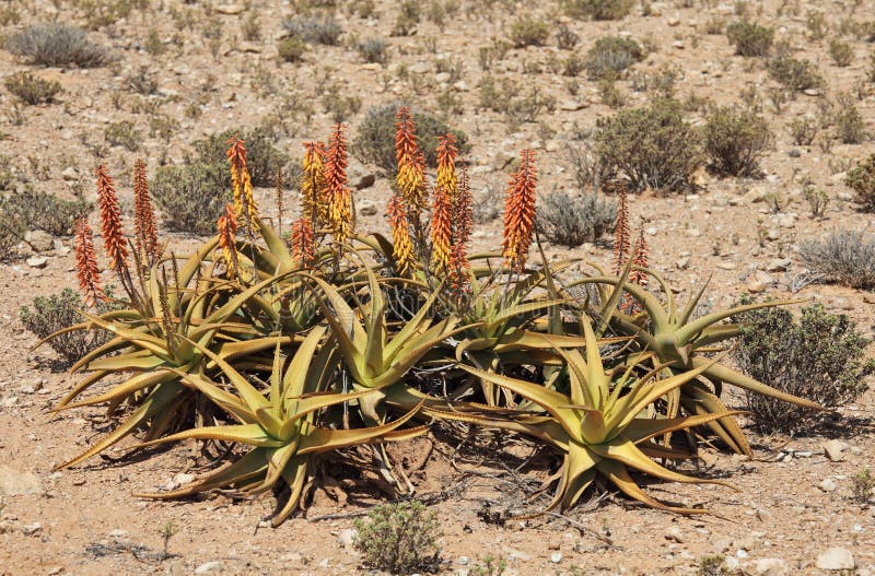 Aloe